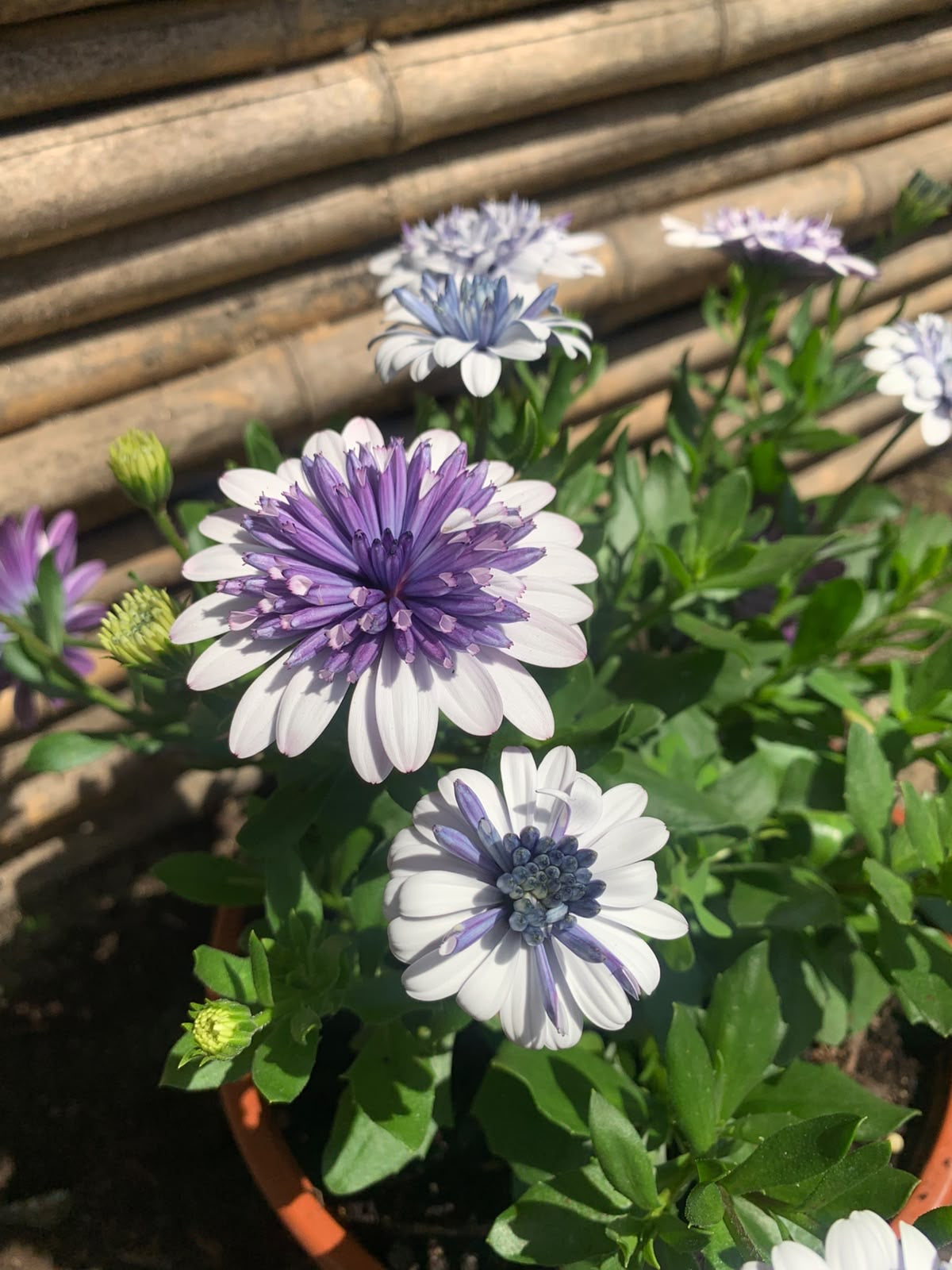 Dimorfotecas (moradas)