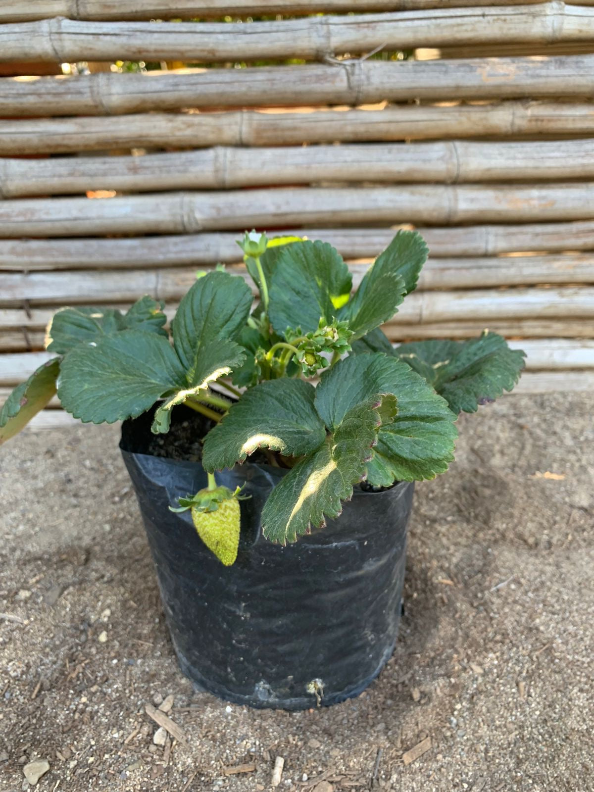 Frutilla