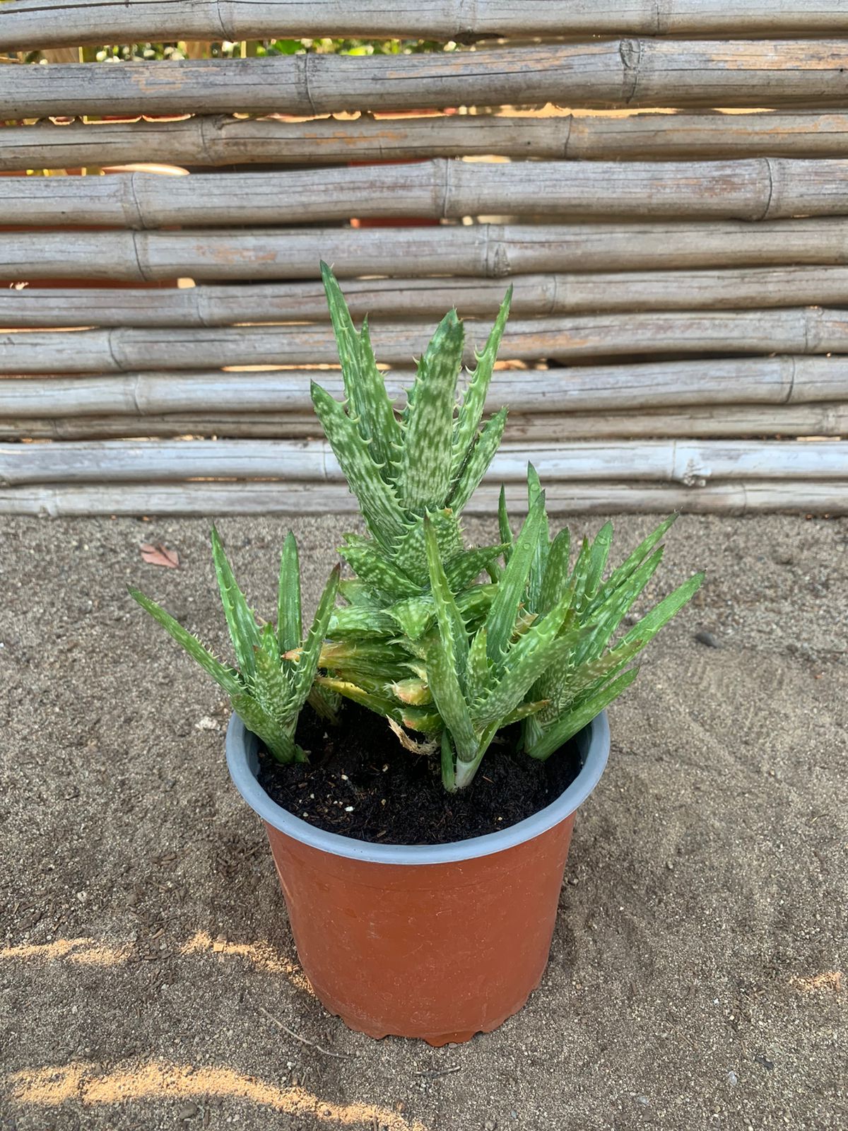 Aloe diente de tigre