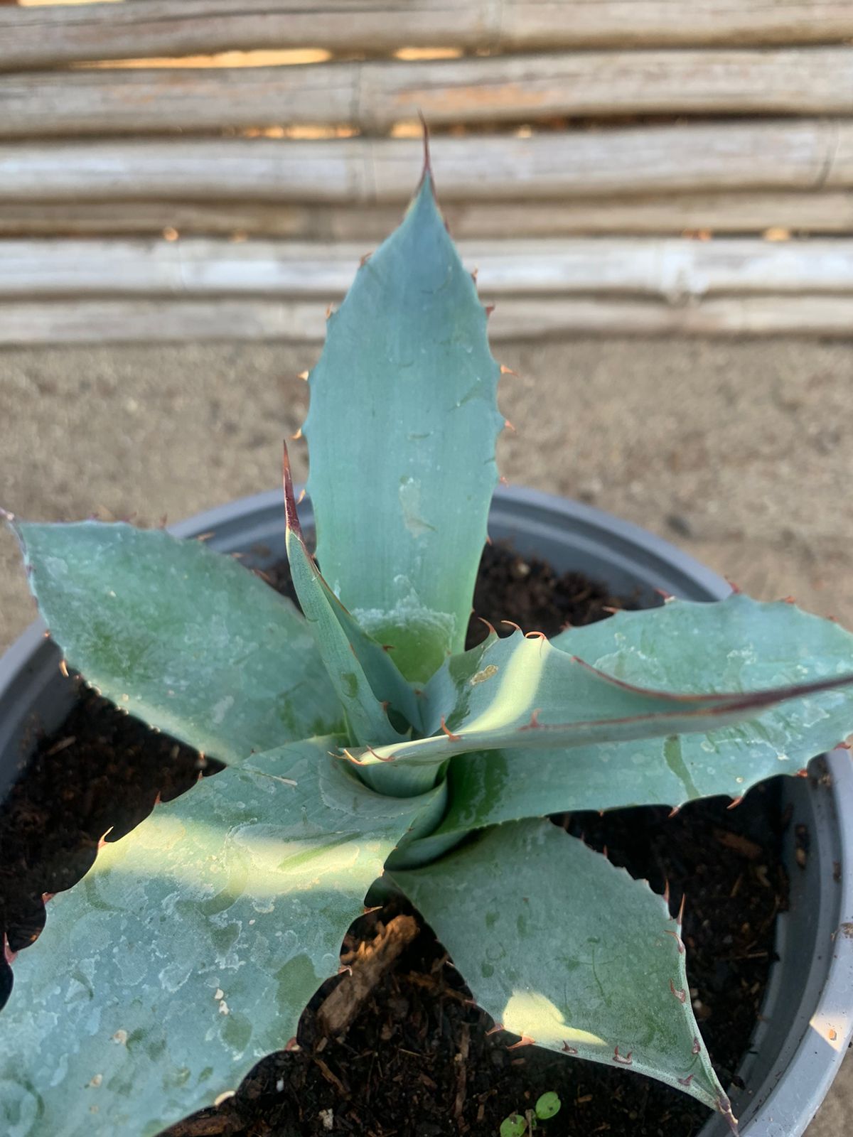 Agave