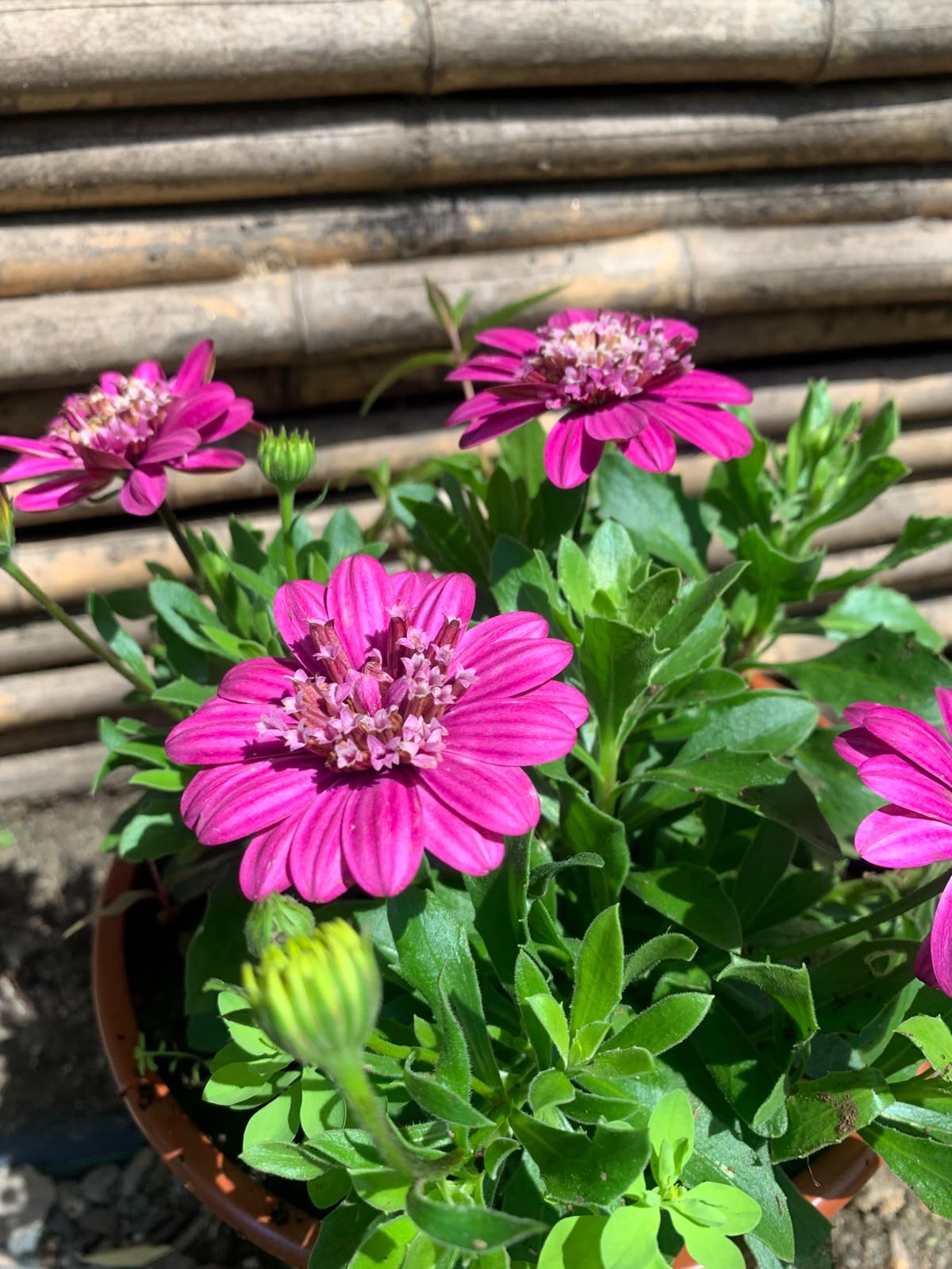 Dimorfotecas (rosadas)