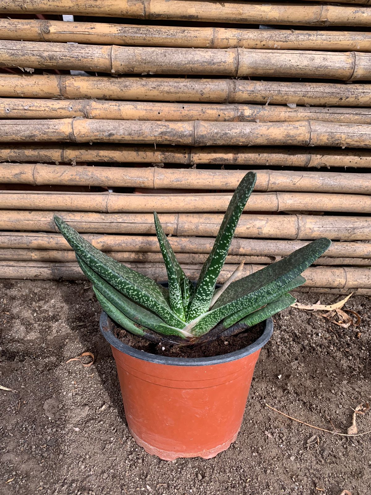 Lengua de buey - Gasteria Doreeniae