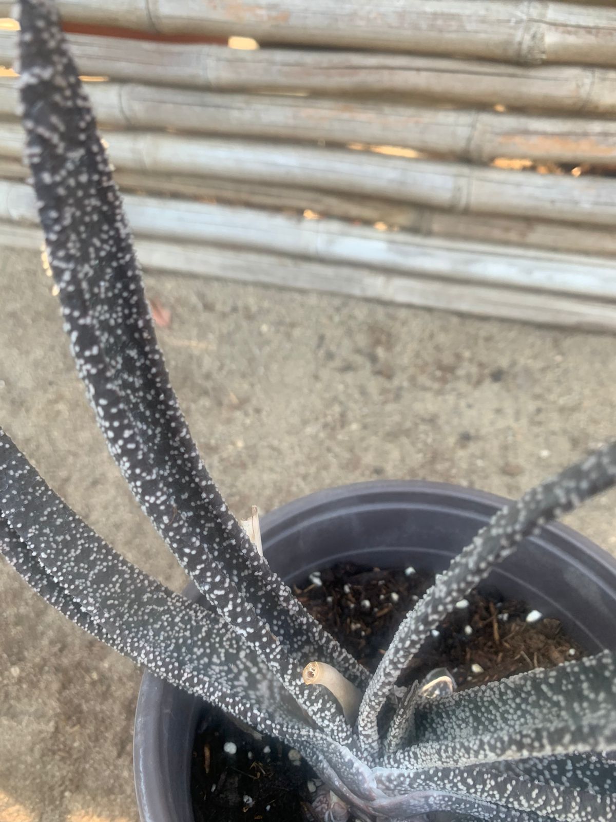Gasteria Carinata