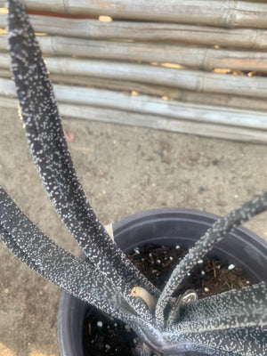 Gasteria Carinata