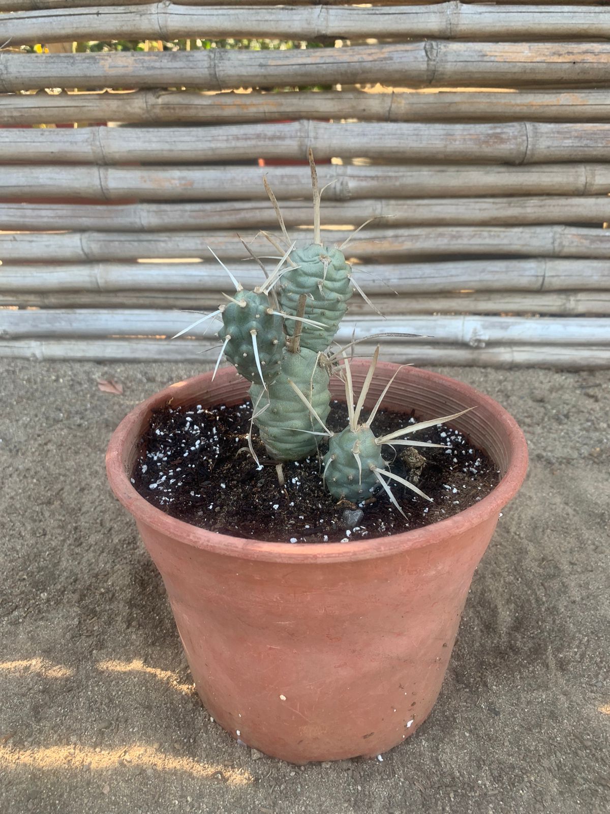 Cactus piña