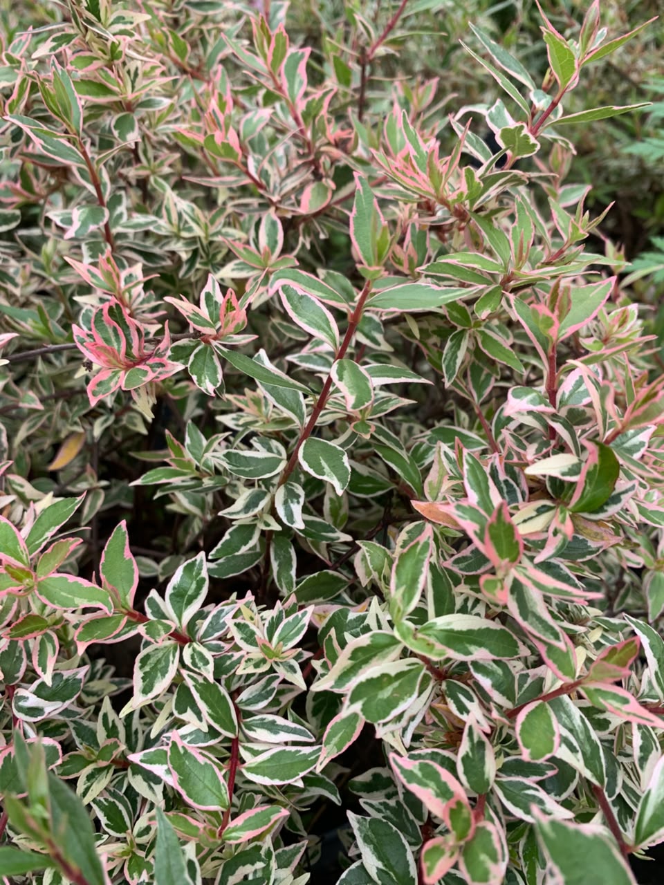 Abelia Rastrera - Abelia Variegata