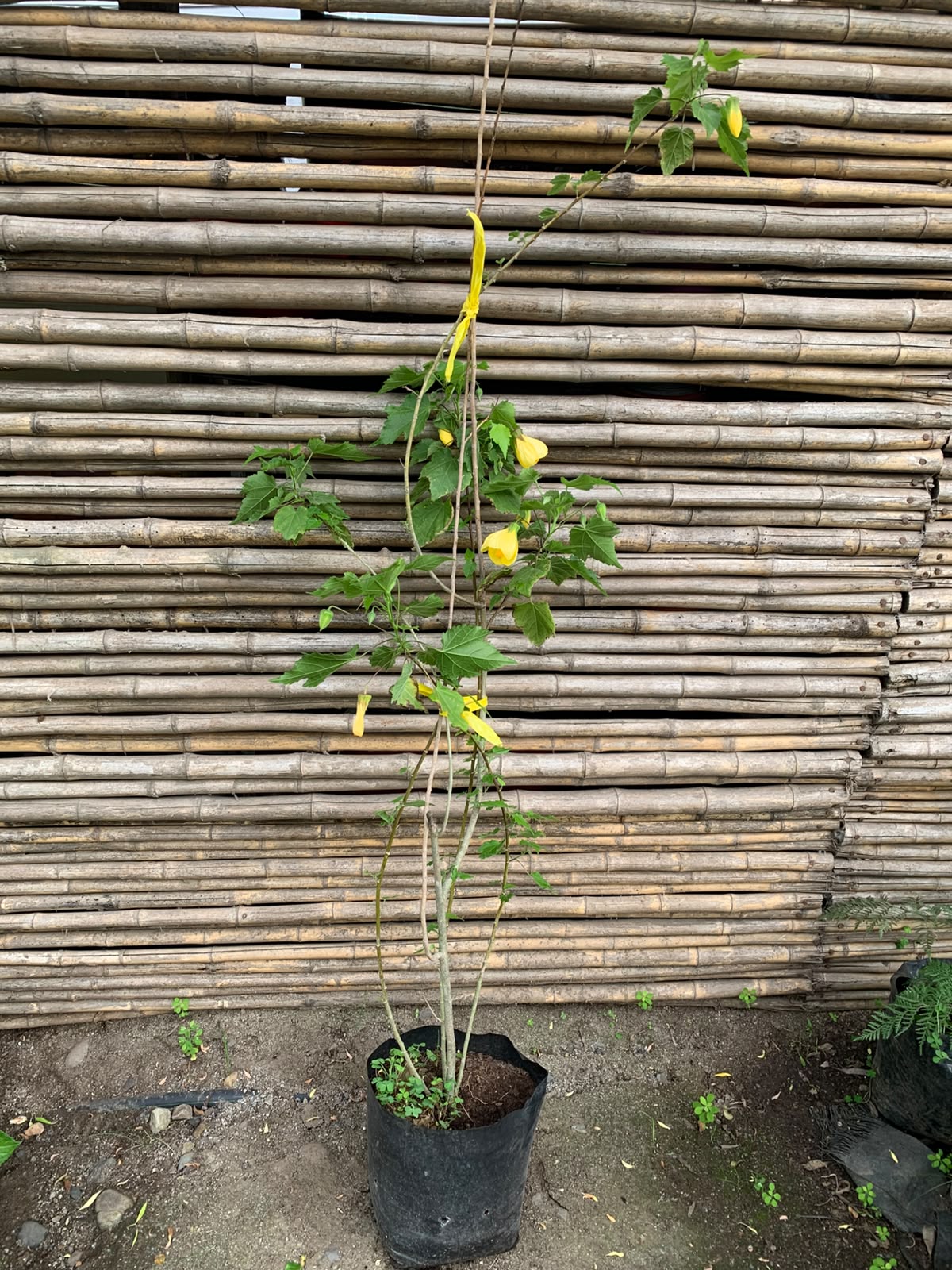Abutilón Amarillo - Abutilon × hybridum 'Yellow'