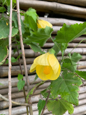 Abutilón Amarillo - Abutilon × hybridum 'Yellow'