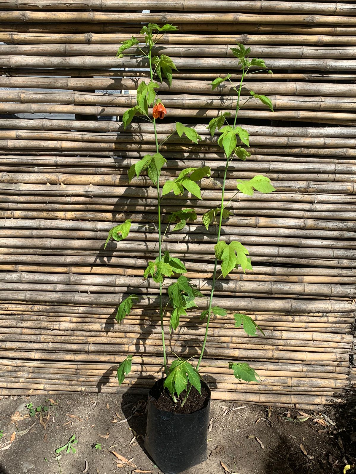 Abutilon Naranjo