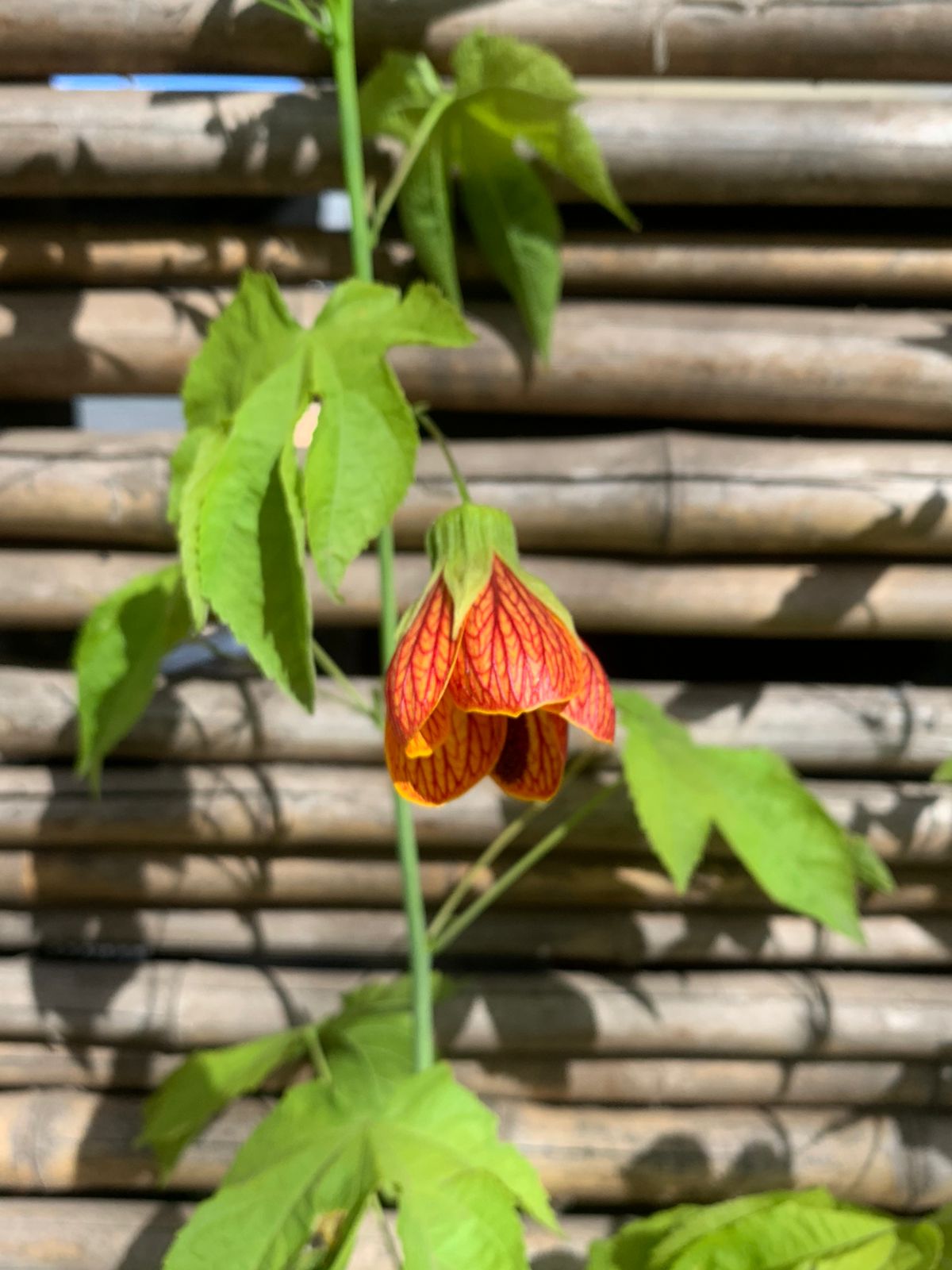Abutilon Naranjo