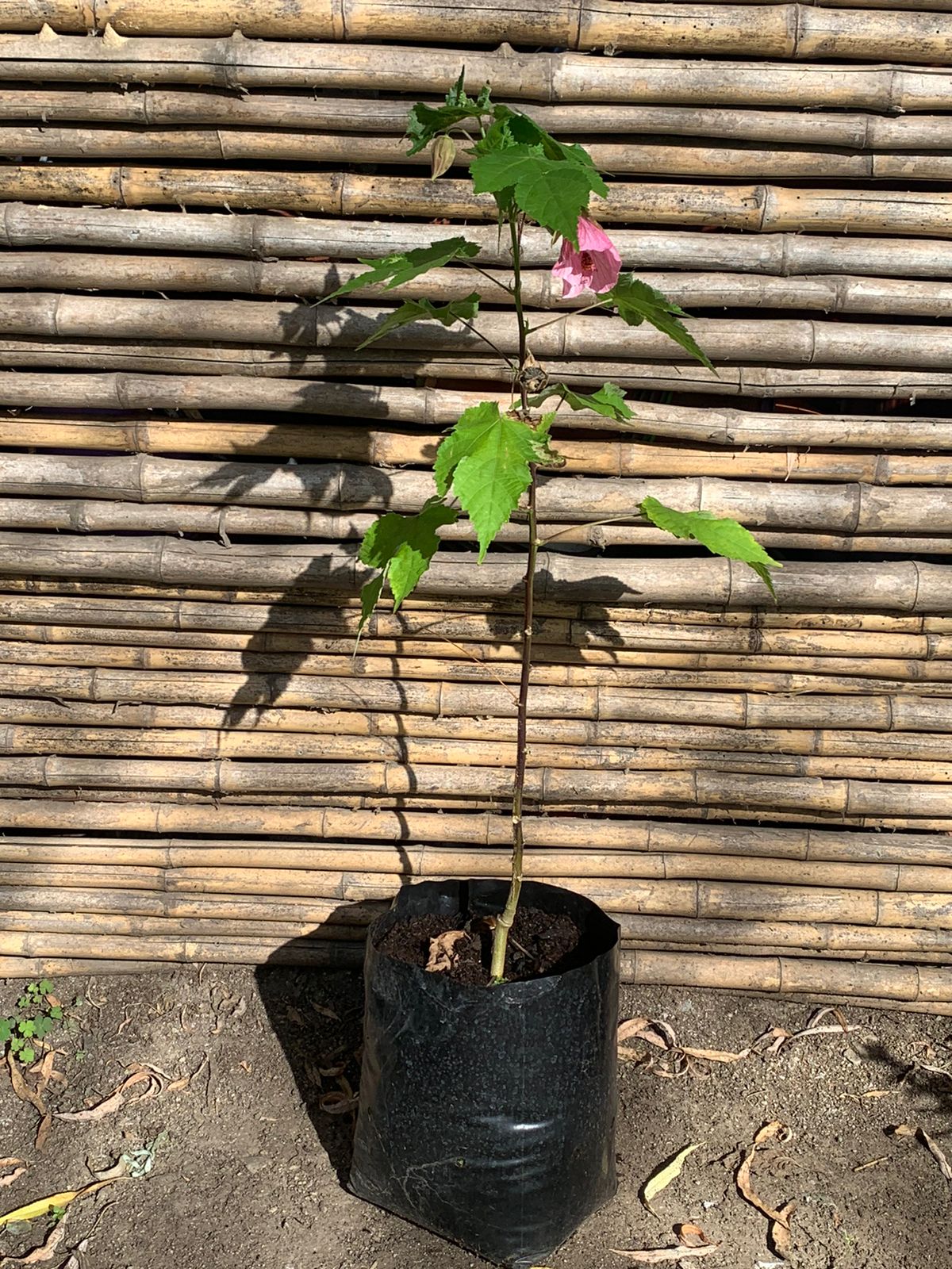 Abutilon Rosado