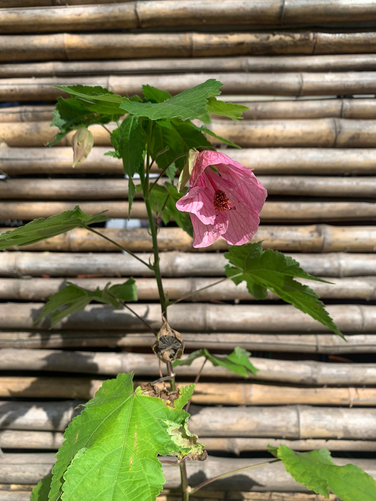 Abutilon Rosado