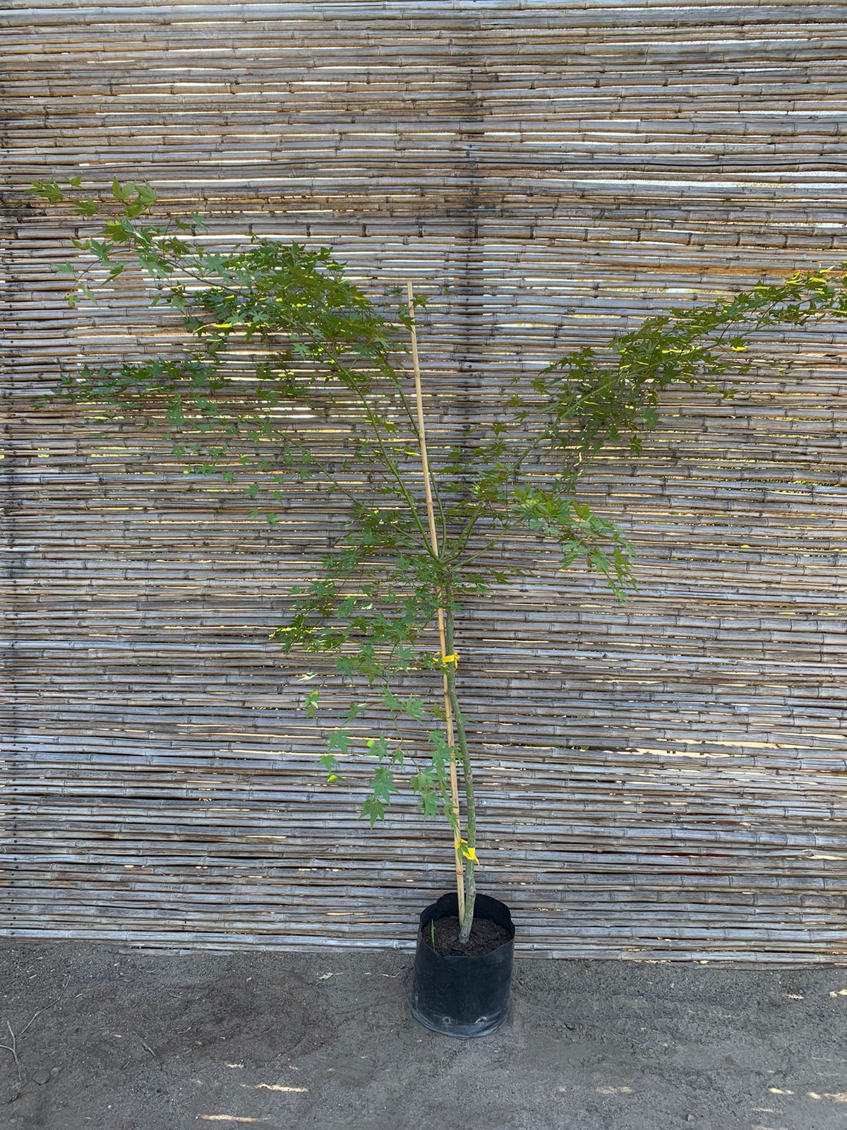 Acer Japónico