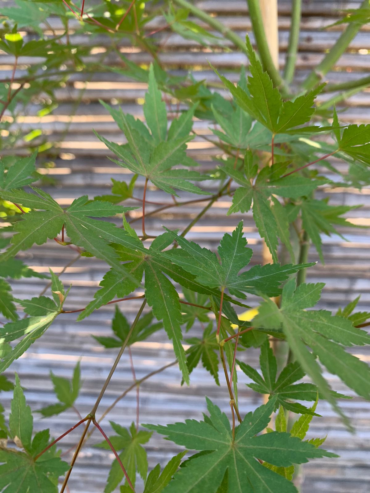 Acer Japónico