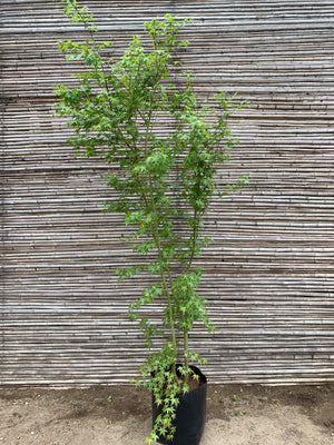 Acer Japonico - Acer japonicum (2.0 - 3.0 m)