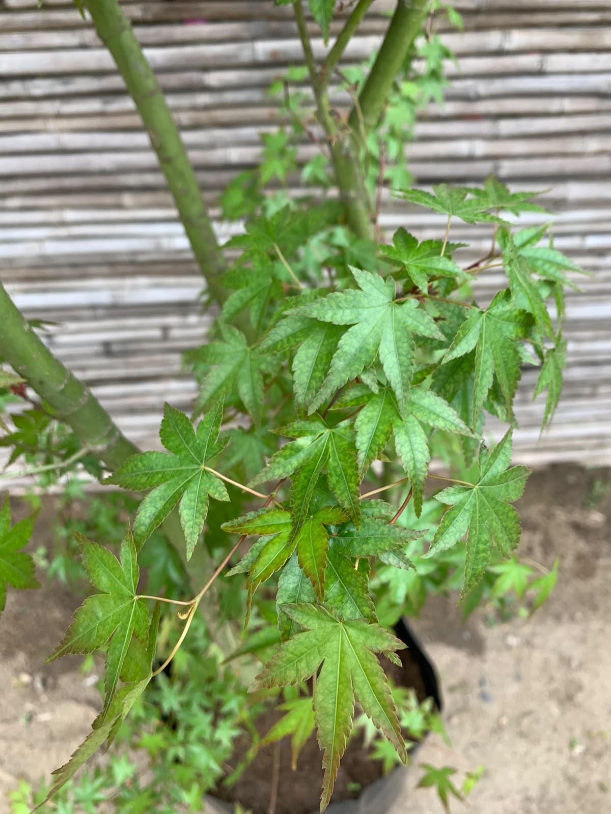 Acer Japonico - Acer japonicum (2.0 - 3.0 m)