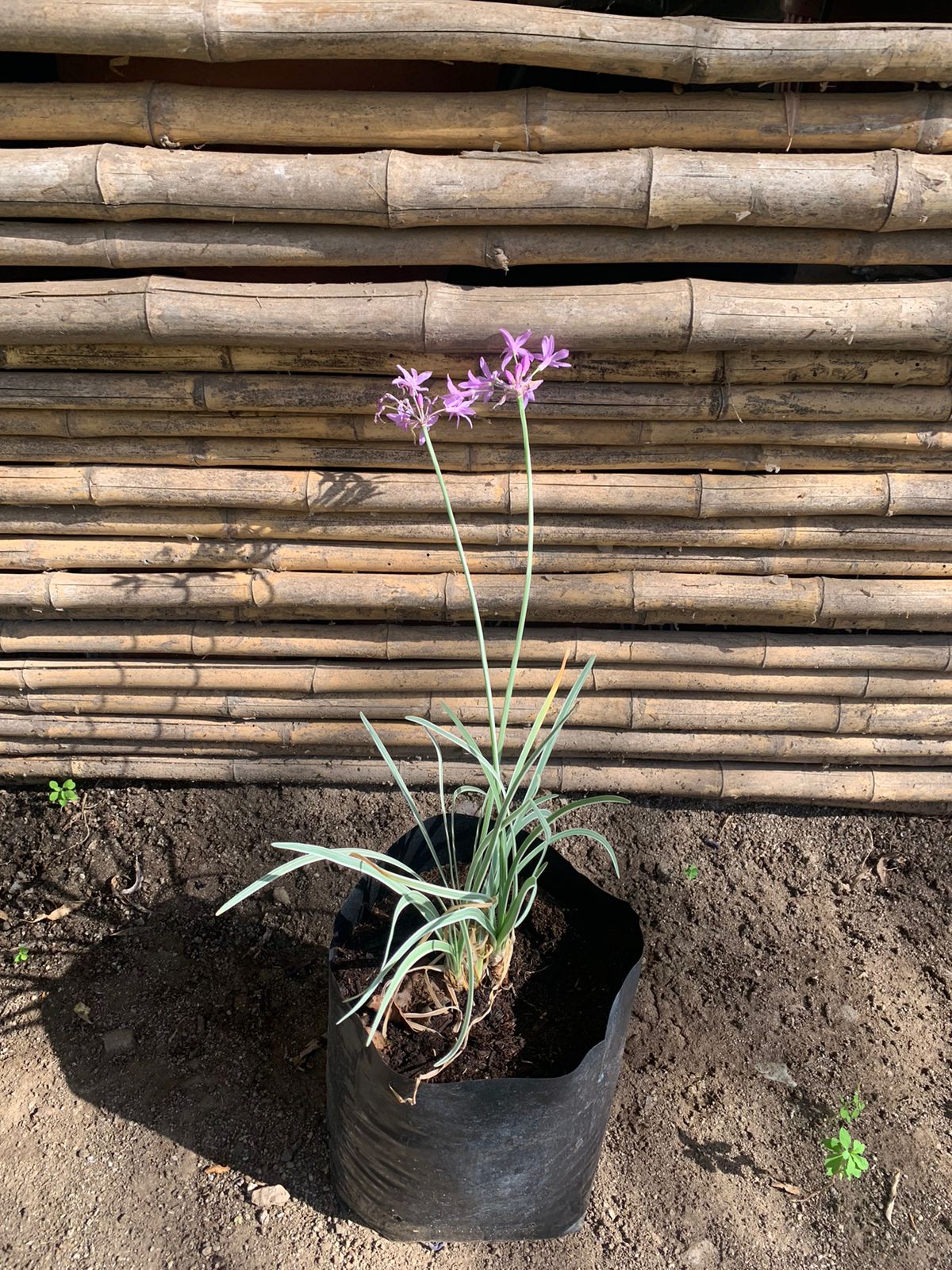 Allium variegado
