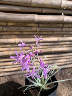 Allium variegado