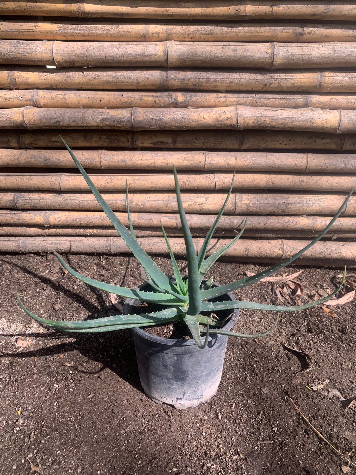 Aloe Safari
