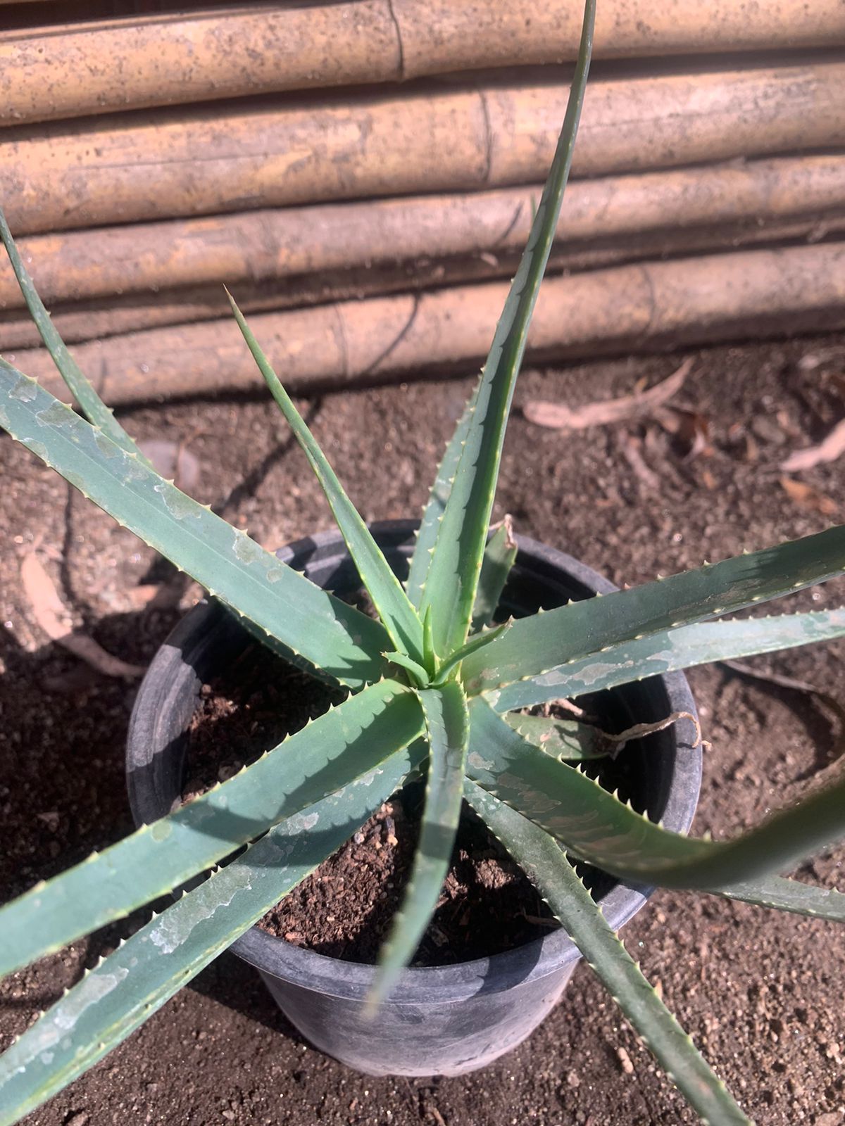 Aloe Safari