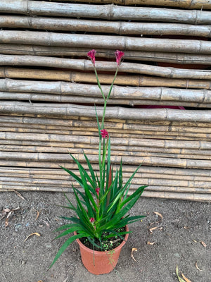 Anigozanthos