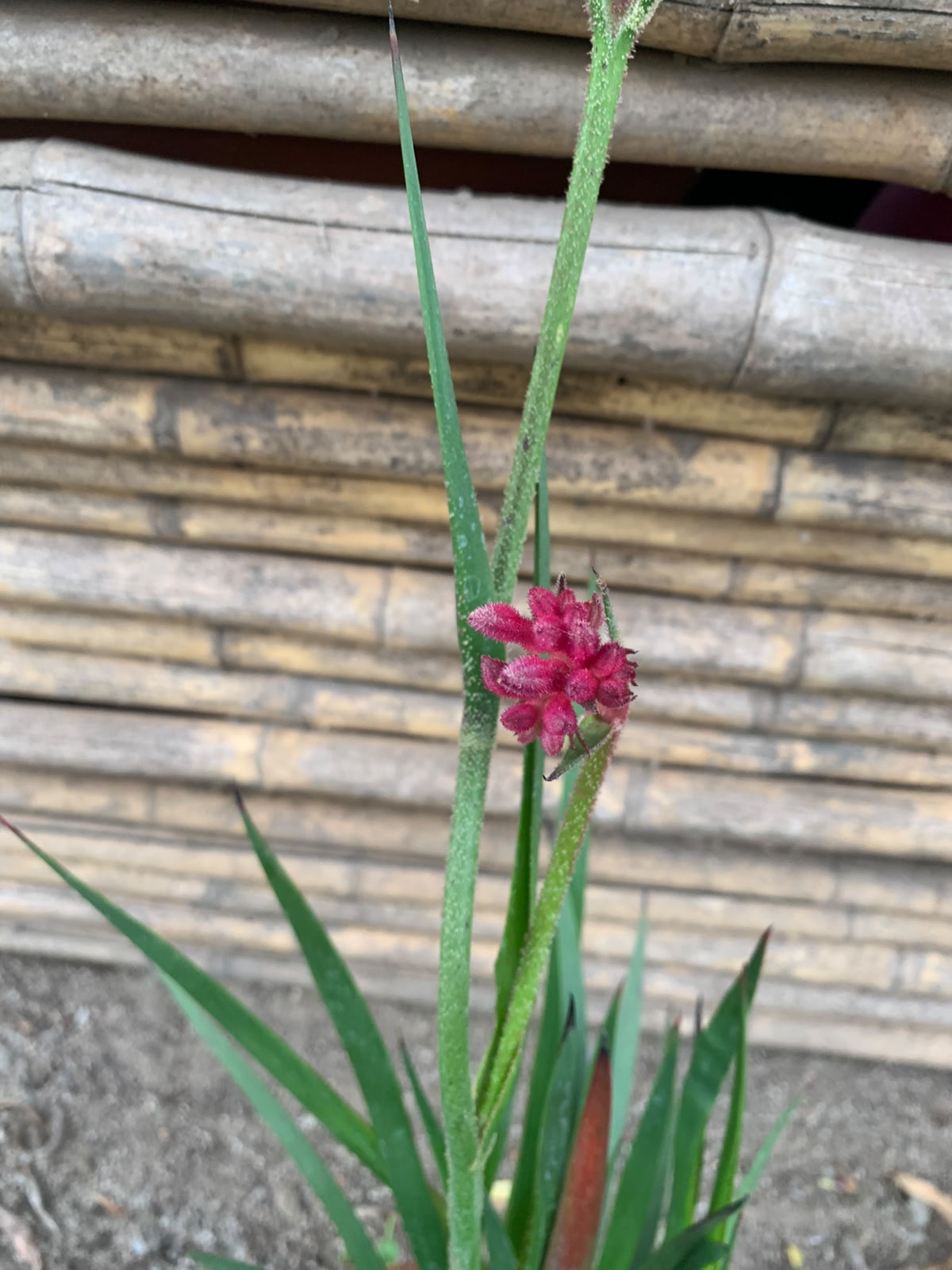 Anigozanthos