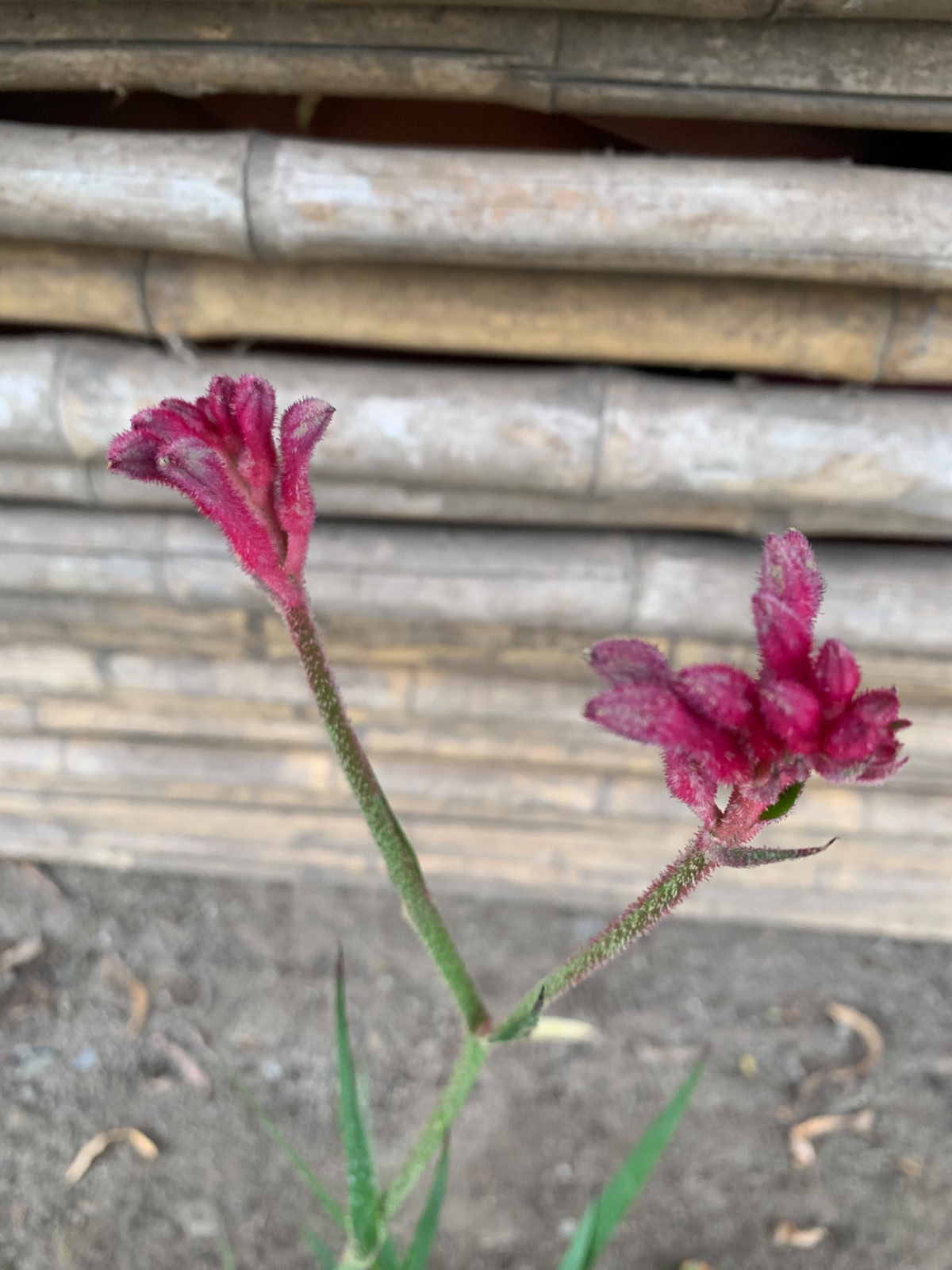 Anigozanthos