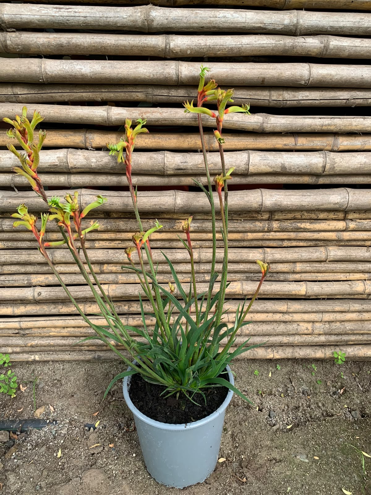Pata de Canguro - Anigozanthos (40 - 60 cm Amarillo)