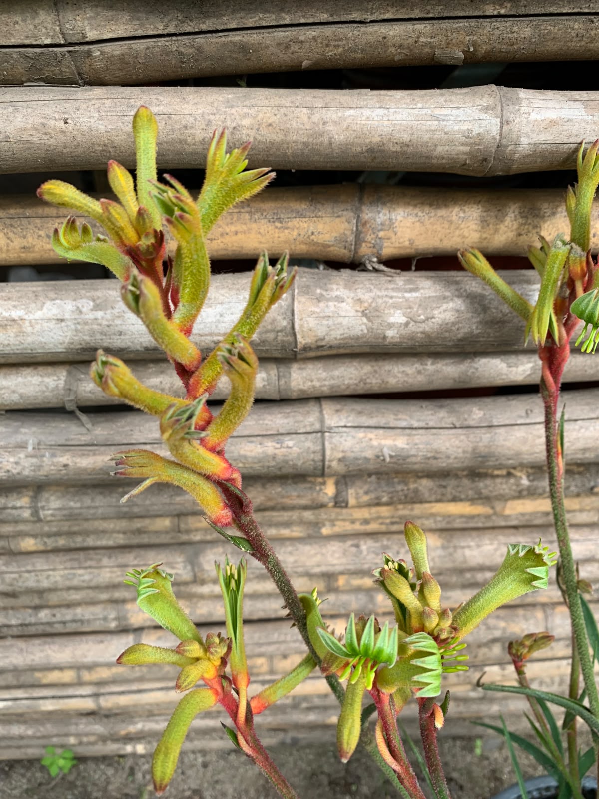 Pata de Canguro - Anigozanthos (40 - 60 cm Amarillo)
