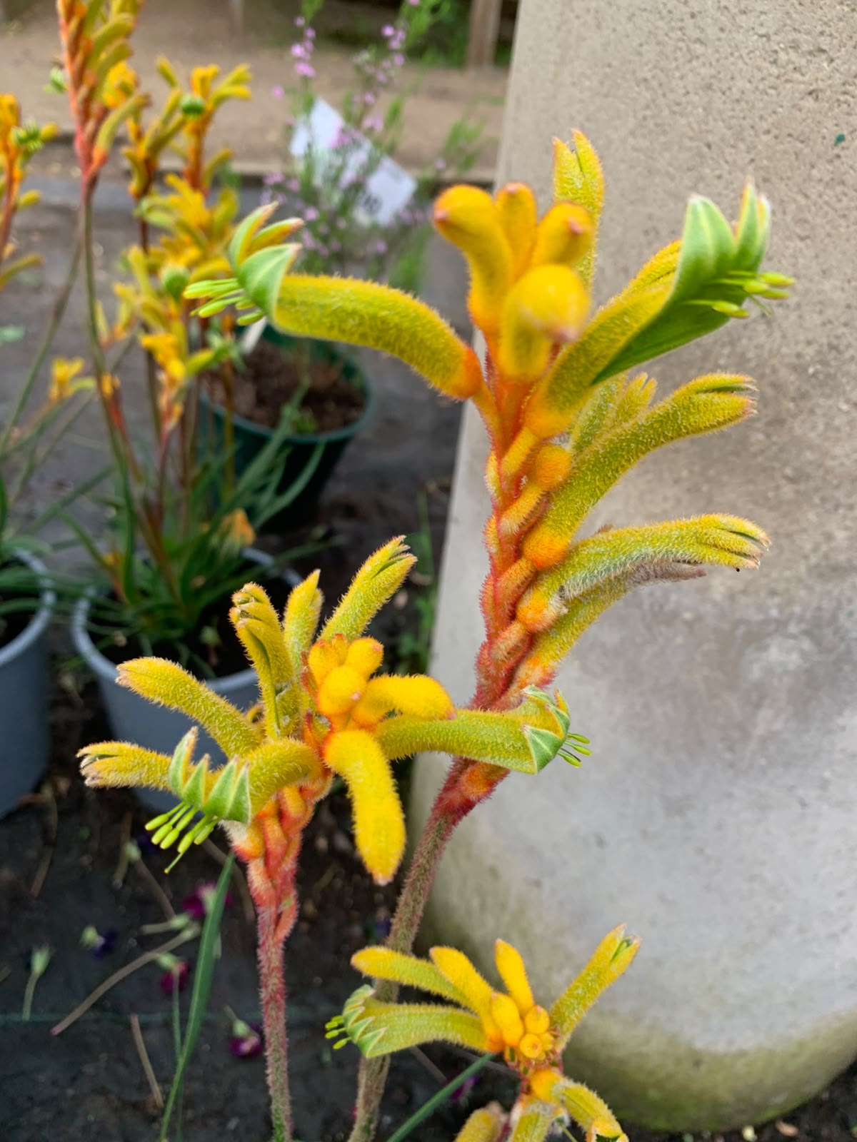 Pata de Canguro - Anigozanthos (40 - 60 cm Amarillo)