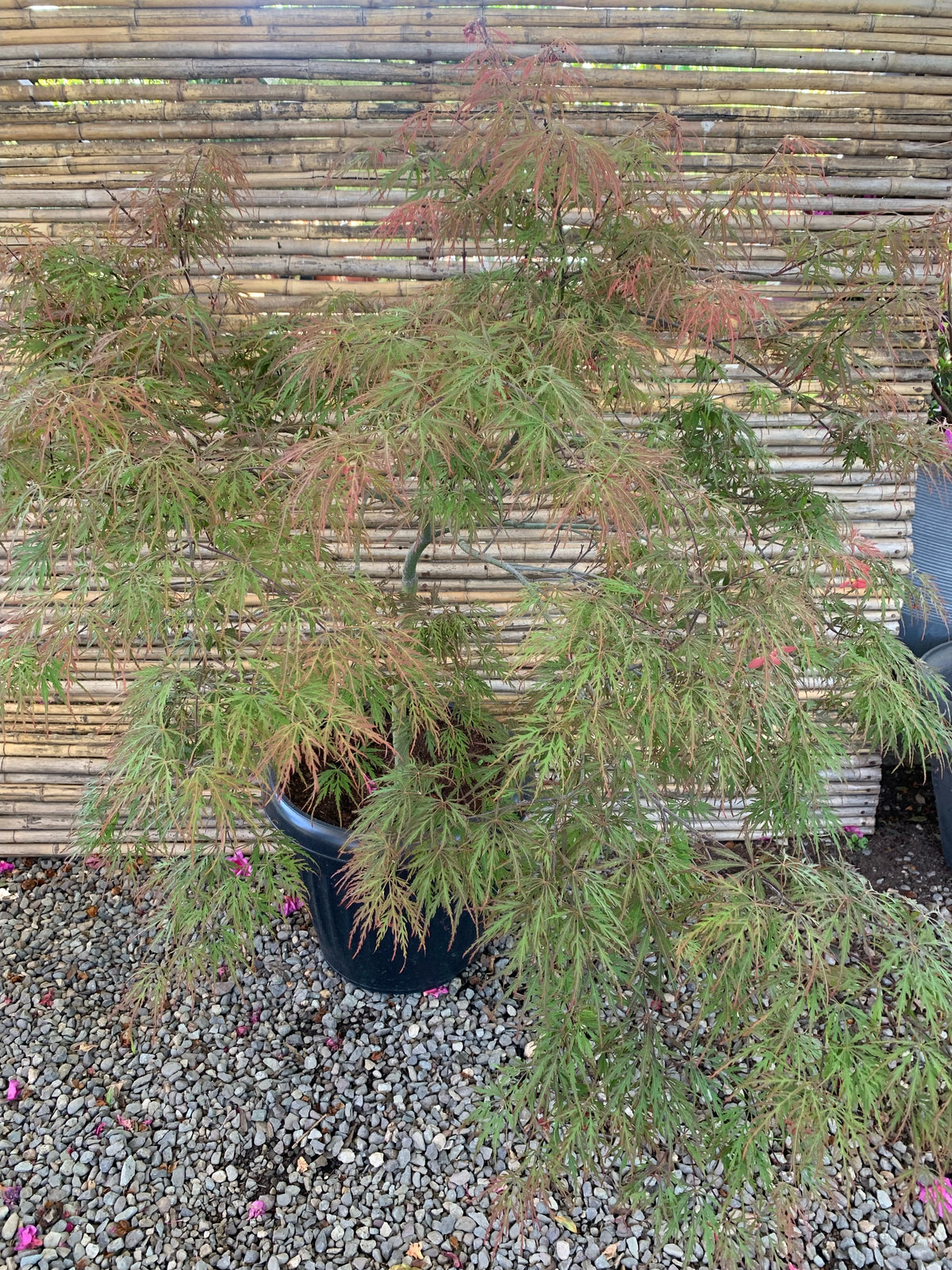 Acer palmatum var. dissectum