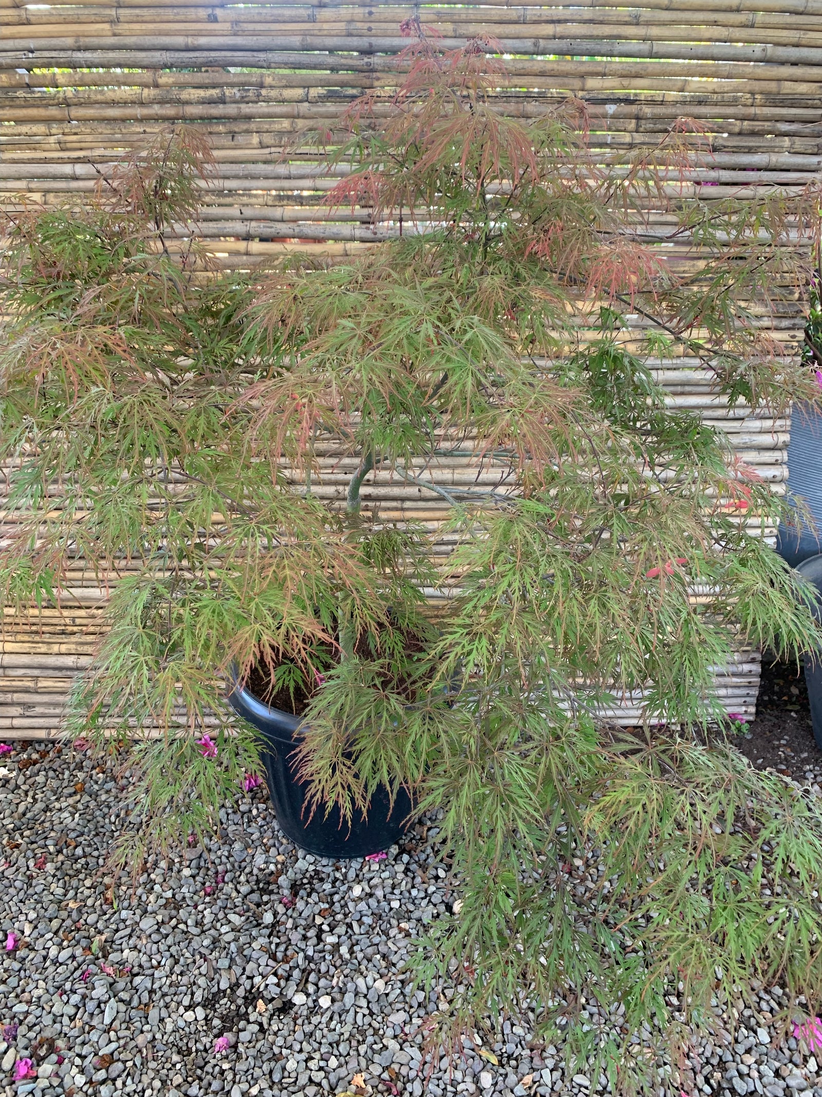 Acer palmatum var. dissectum