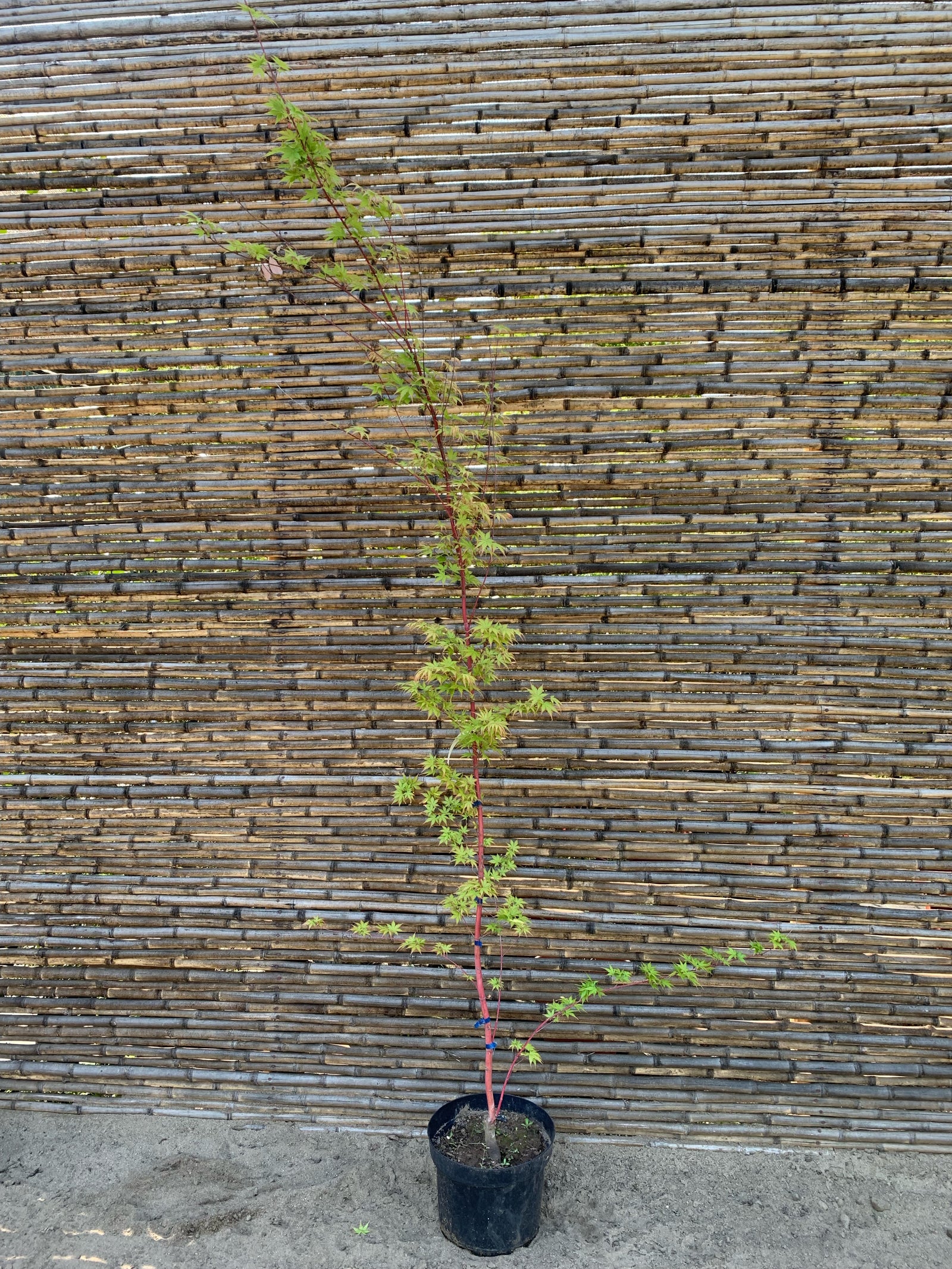Acer Sango Kaku