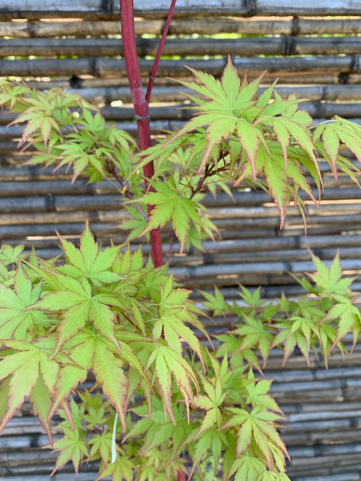 Acer Sango Kaku