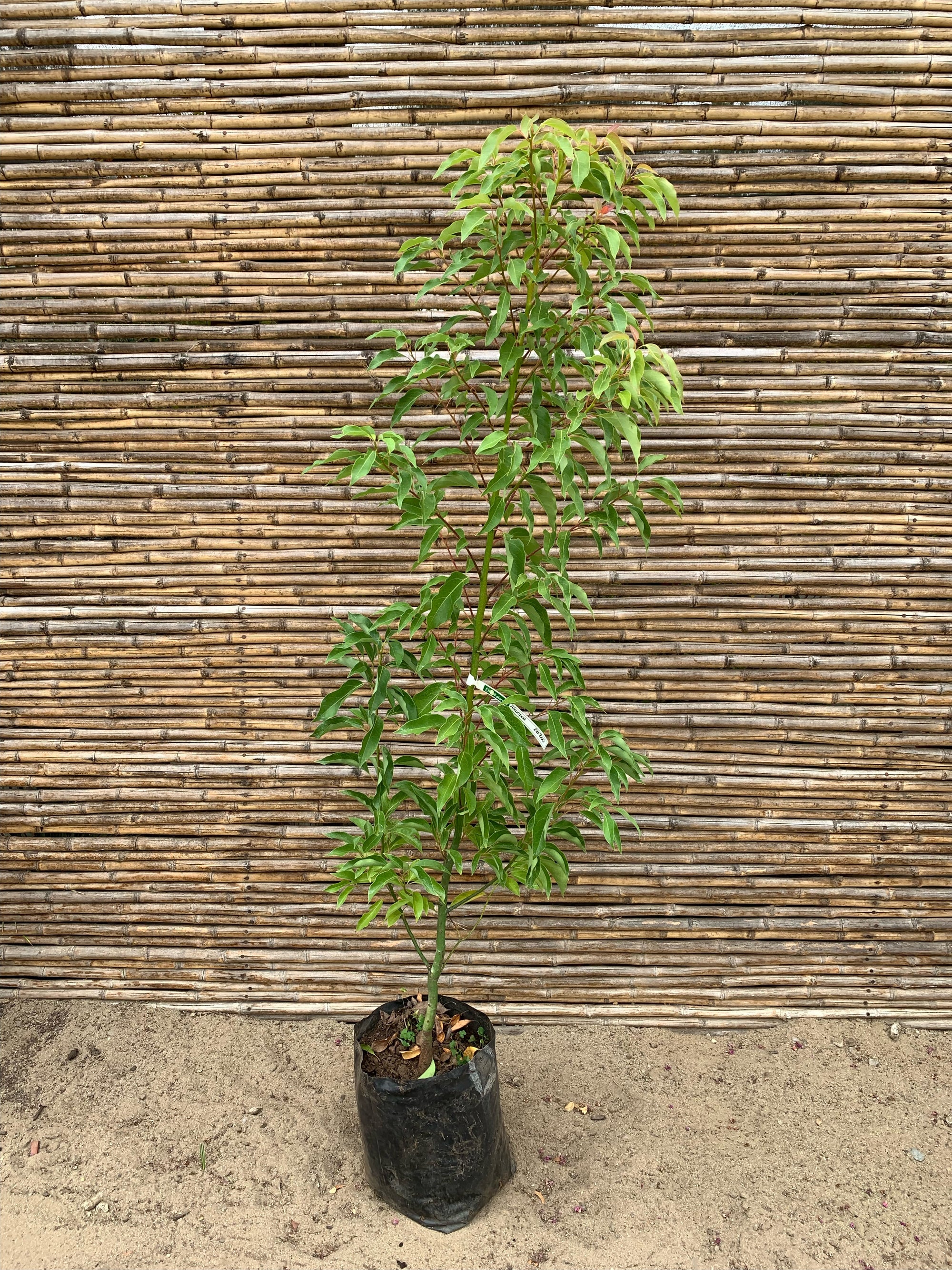 Alcanfor - Cinnamomum camphora (1.6m)