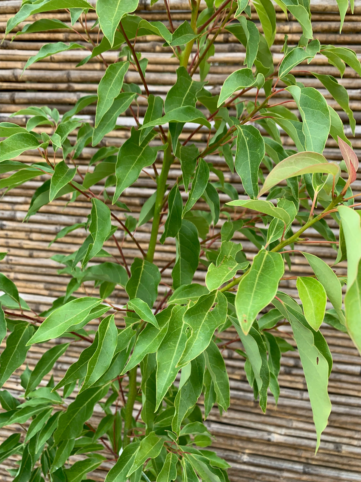 Alcanfor - Cinnamomum camphora (1.4-1.8m)