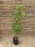 Alcanfor - Cinnamomum camphora (1.6m)