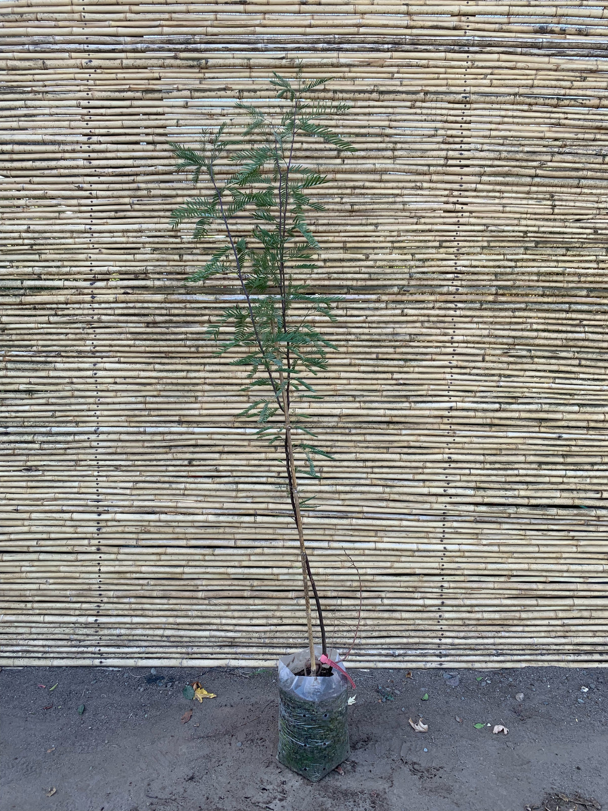 Algarrobo chileno - Prosopis chilensis (1.6m)