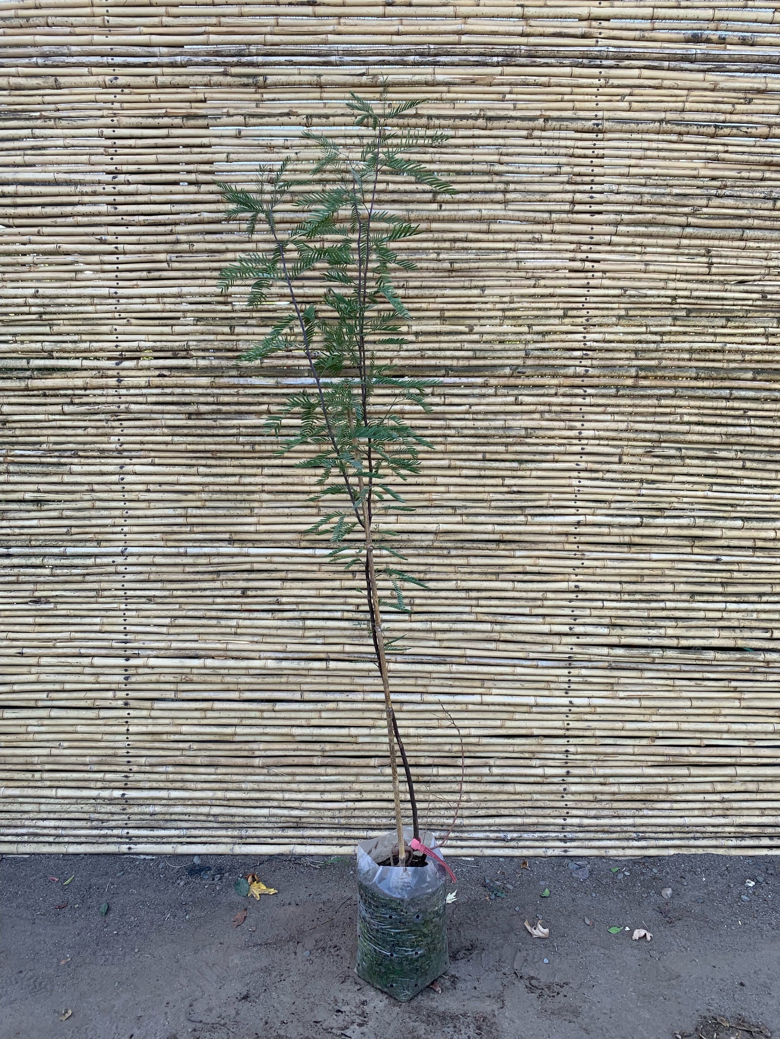 Algarrobo chileno - Prosopis chilensis (1.6m)