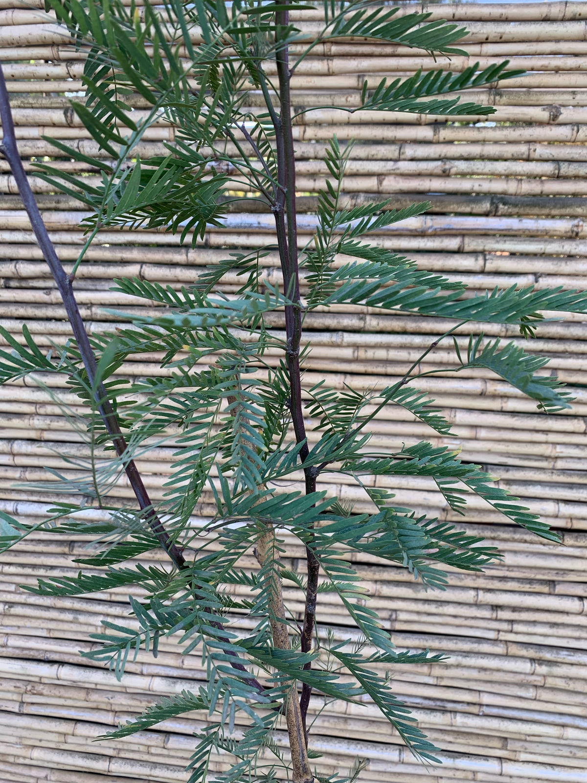 Algarrobo chileno - Prosopis chilensis (1.6m)
