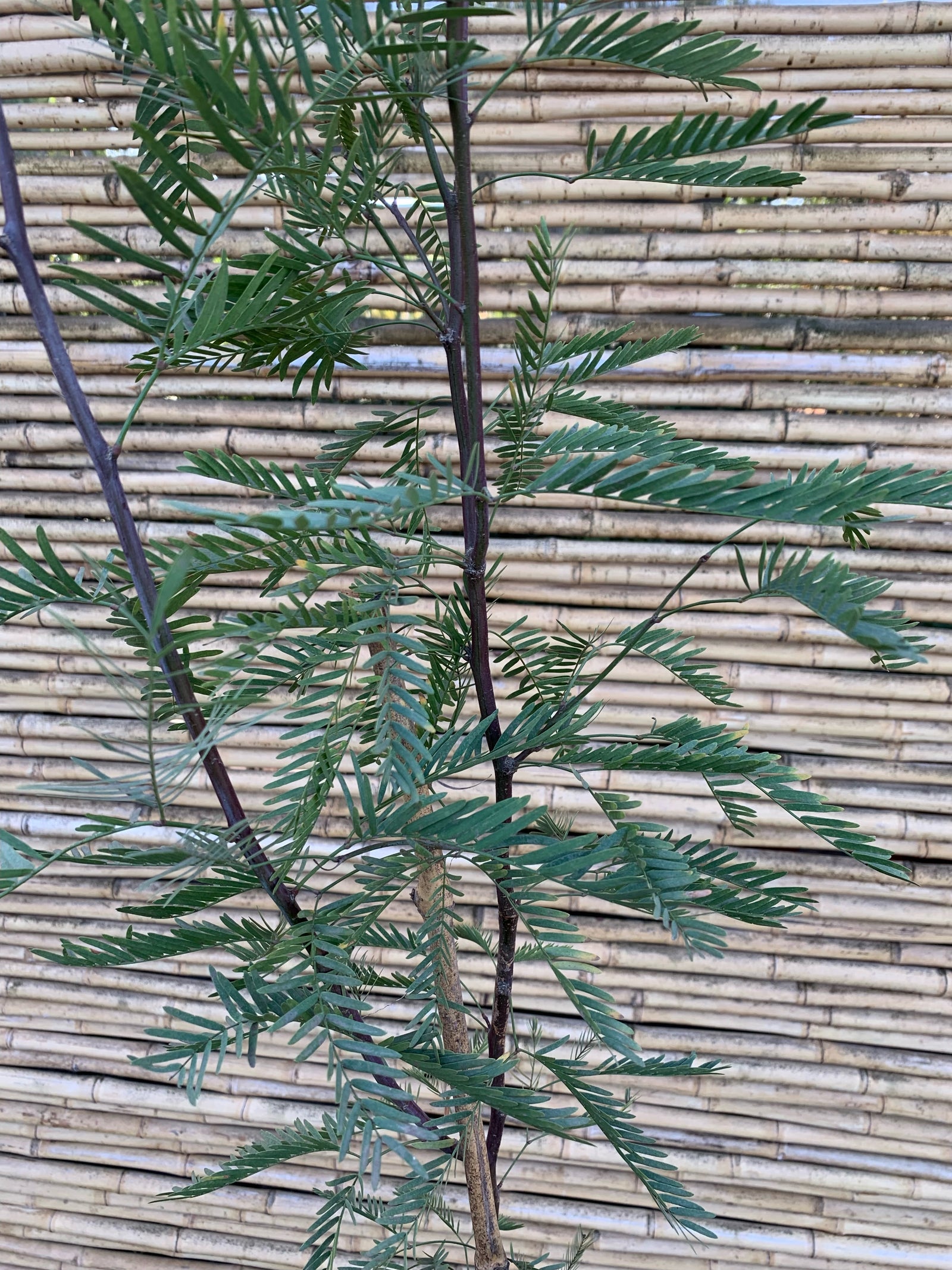 Algarrobo chileno - Prosopis chilensis (1.6m)