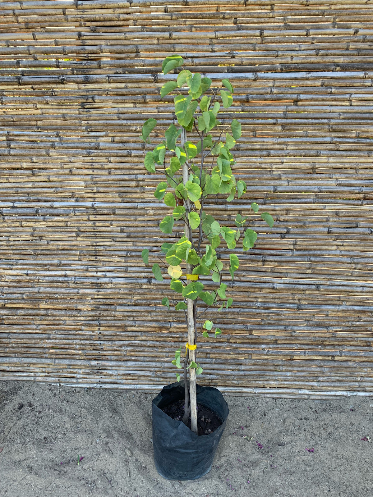 Árbol de Judea - Cercis Siliquastrum