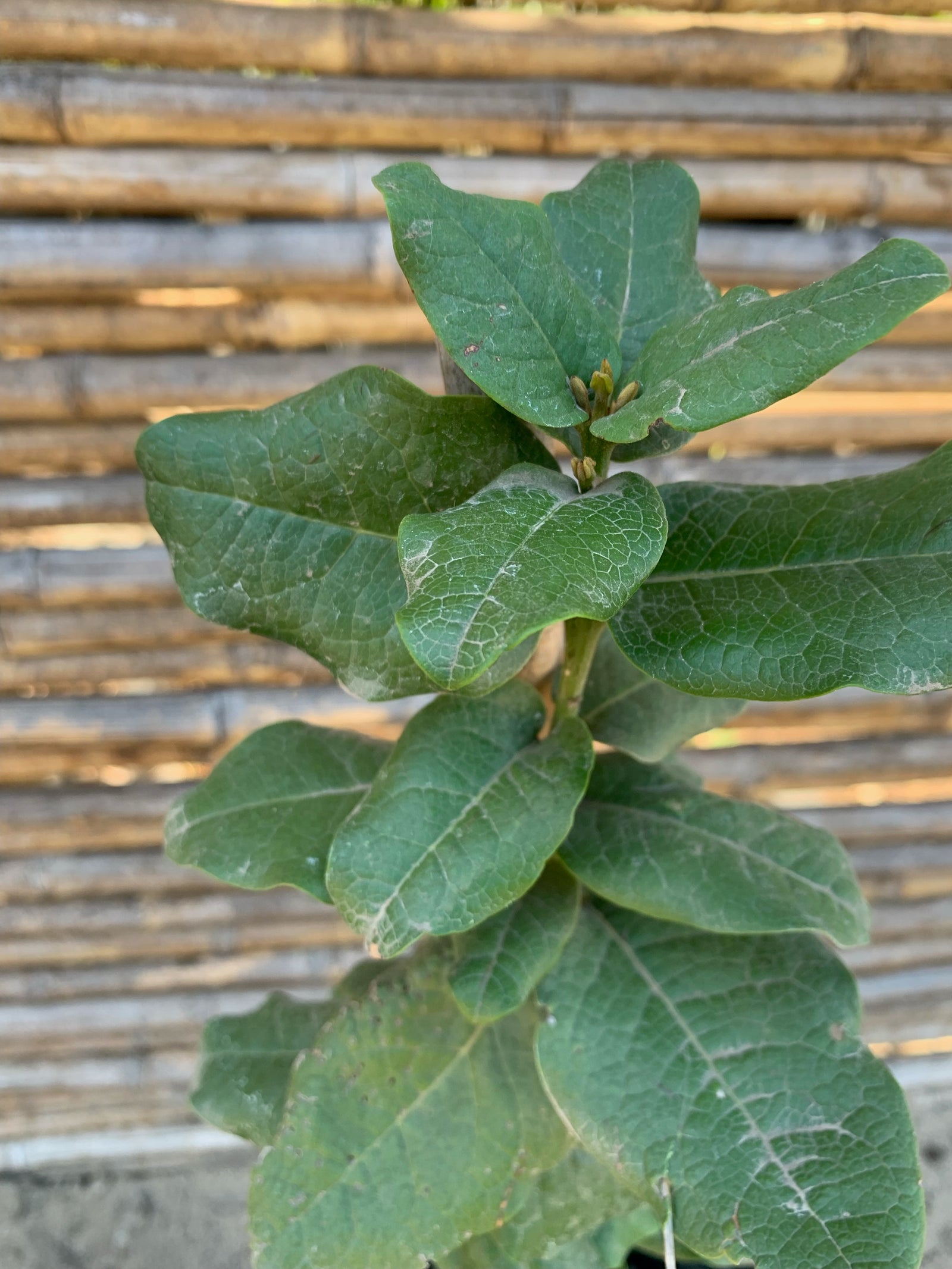 Belloto del Norte - Beilschmiedia miersii