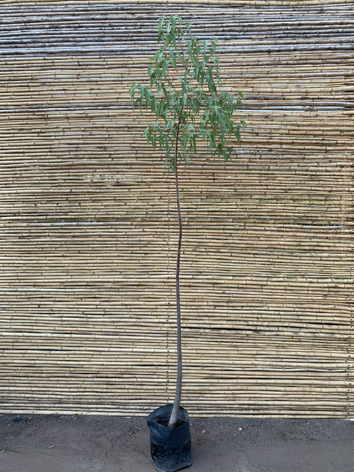 Brachichito - Brachychiton (2.4)