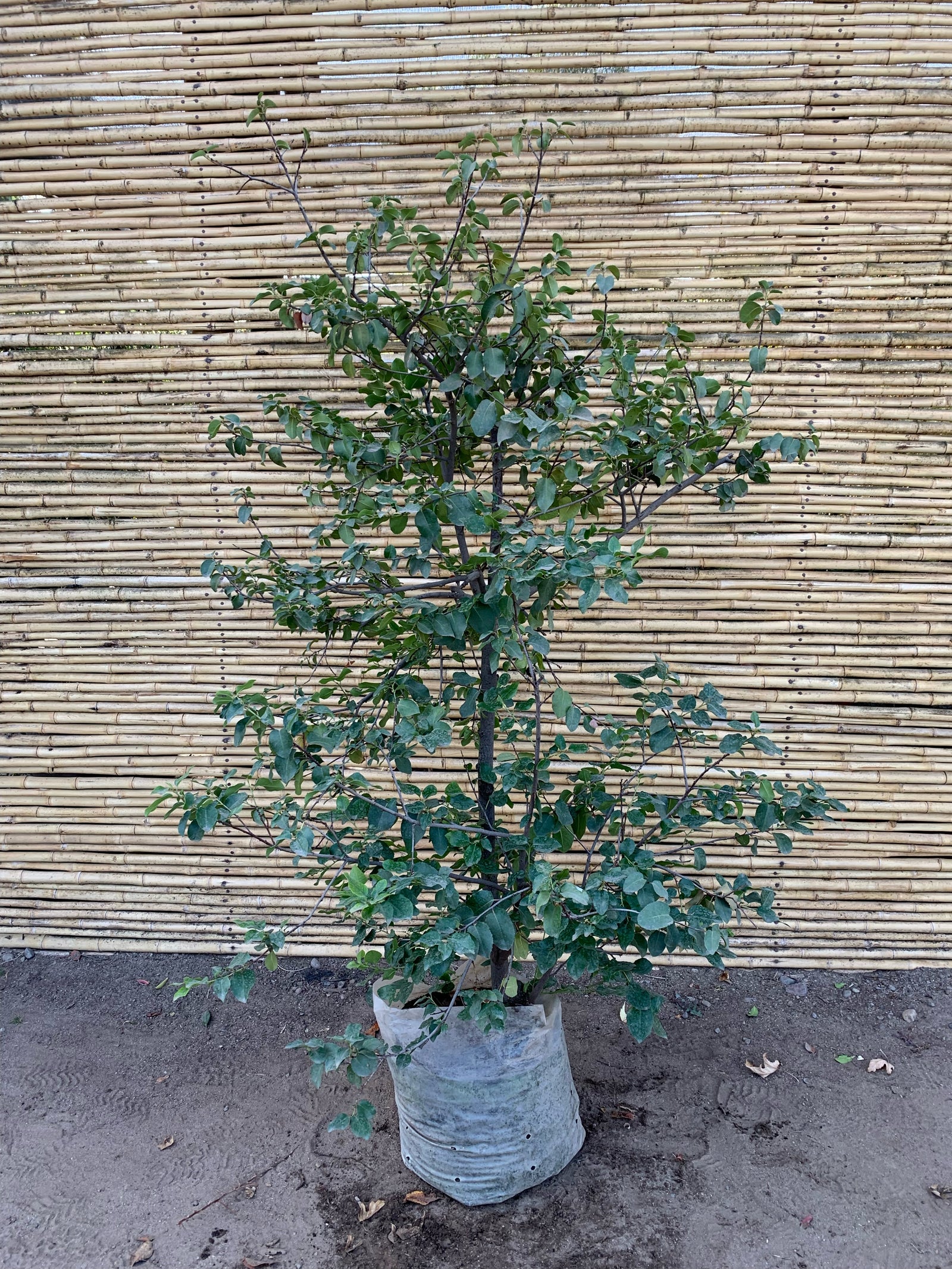 Algarrobo europeo - Ceratonia siliqua