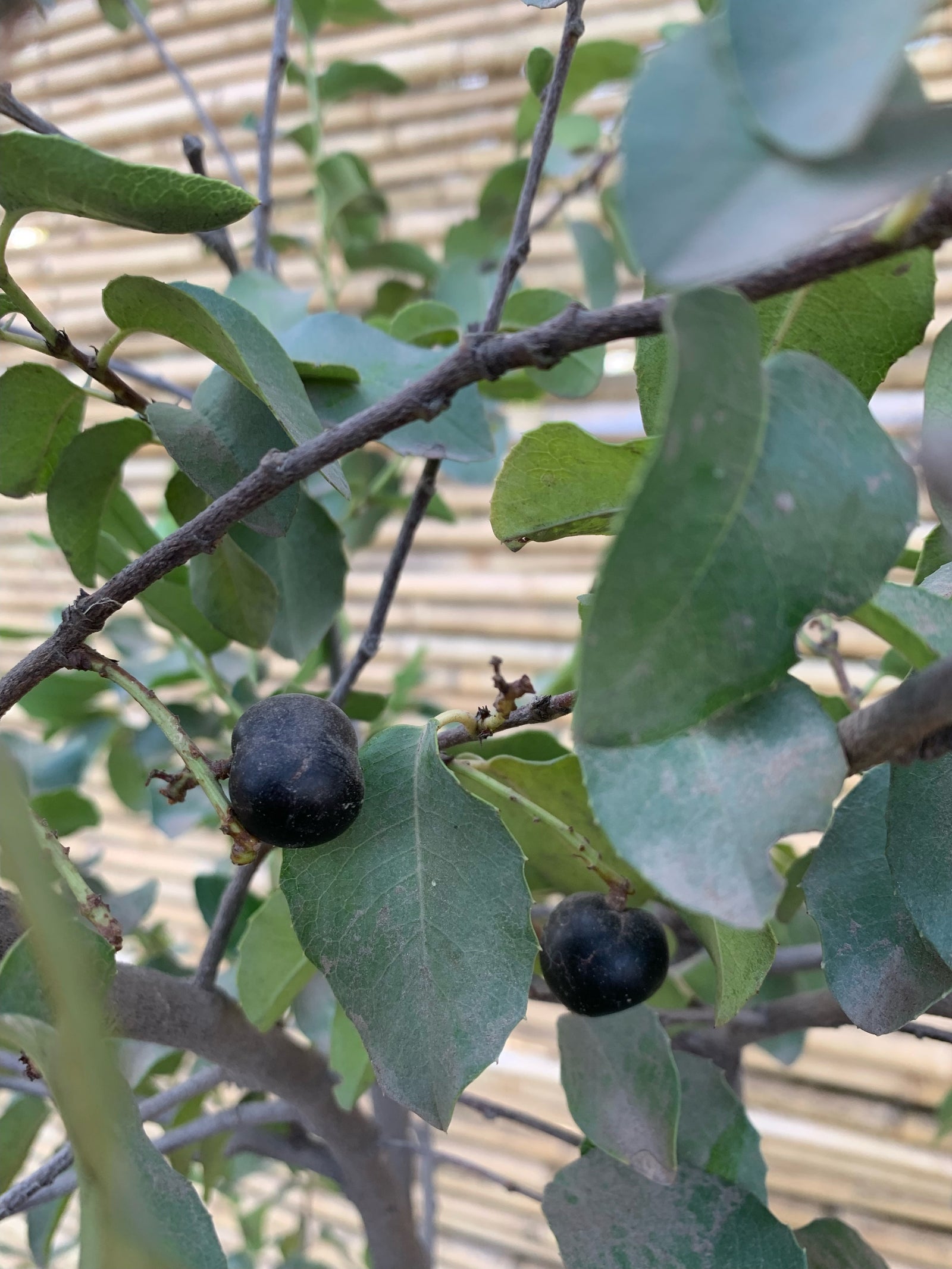 Algarrobo europeo - Ceratonia siliqua