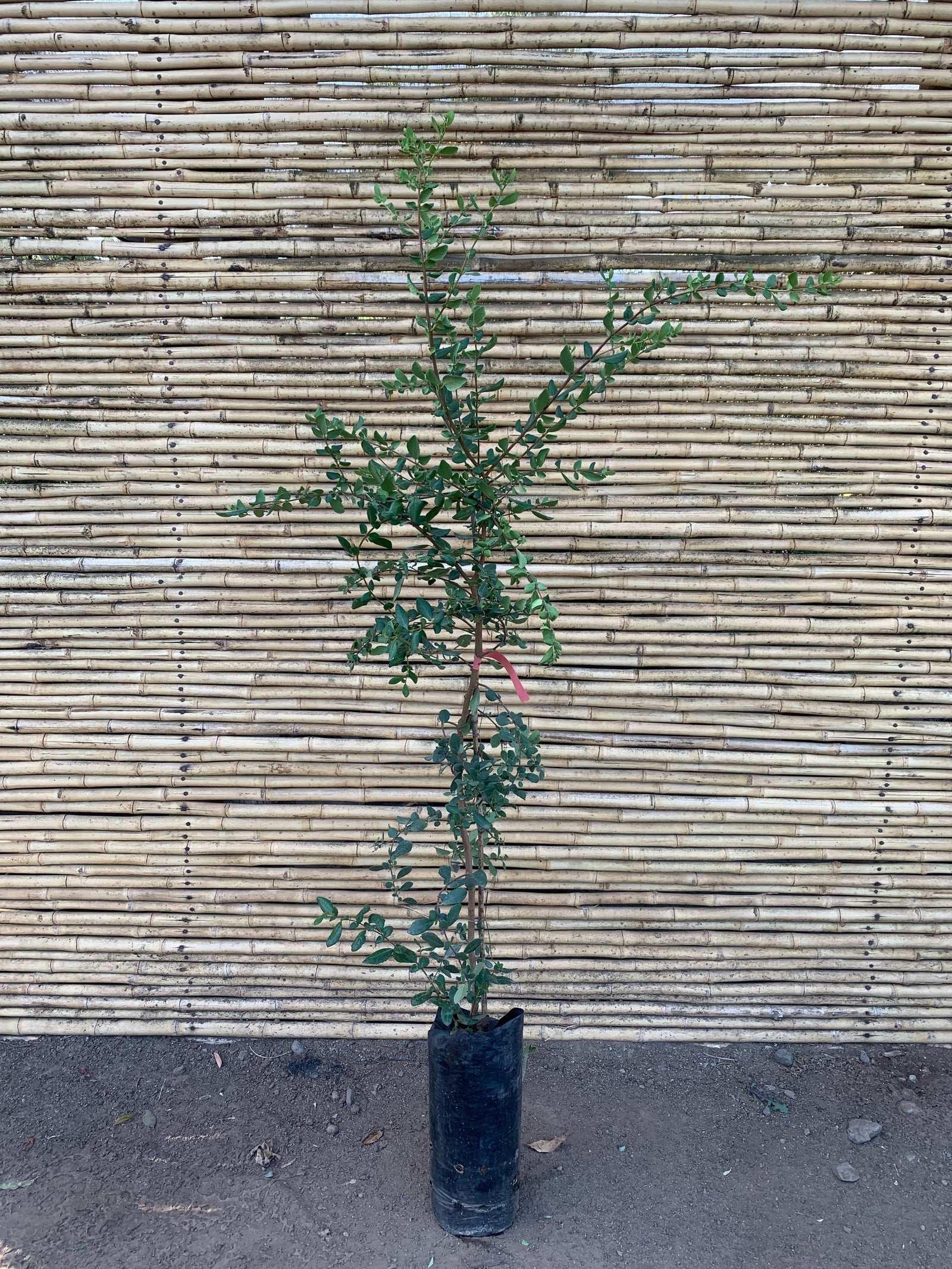 Corcolen - Azara Lanceolata