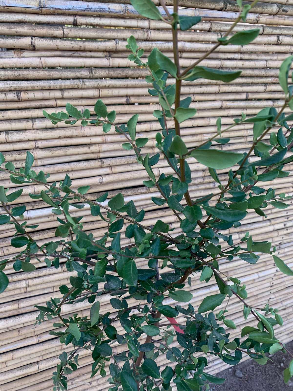 Corcolen - Azara Lanceolata