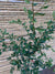 Corcolen - Azara Lanceolata