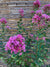 Crespón - Lagerstroemia indica (1.5-2.0 m)